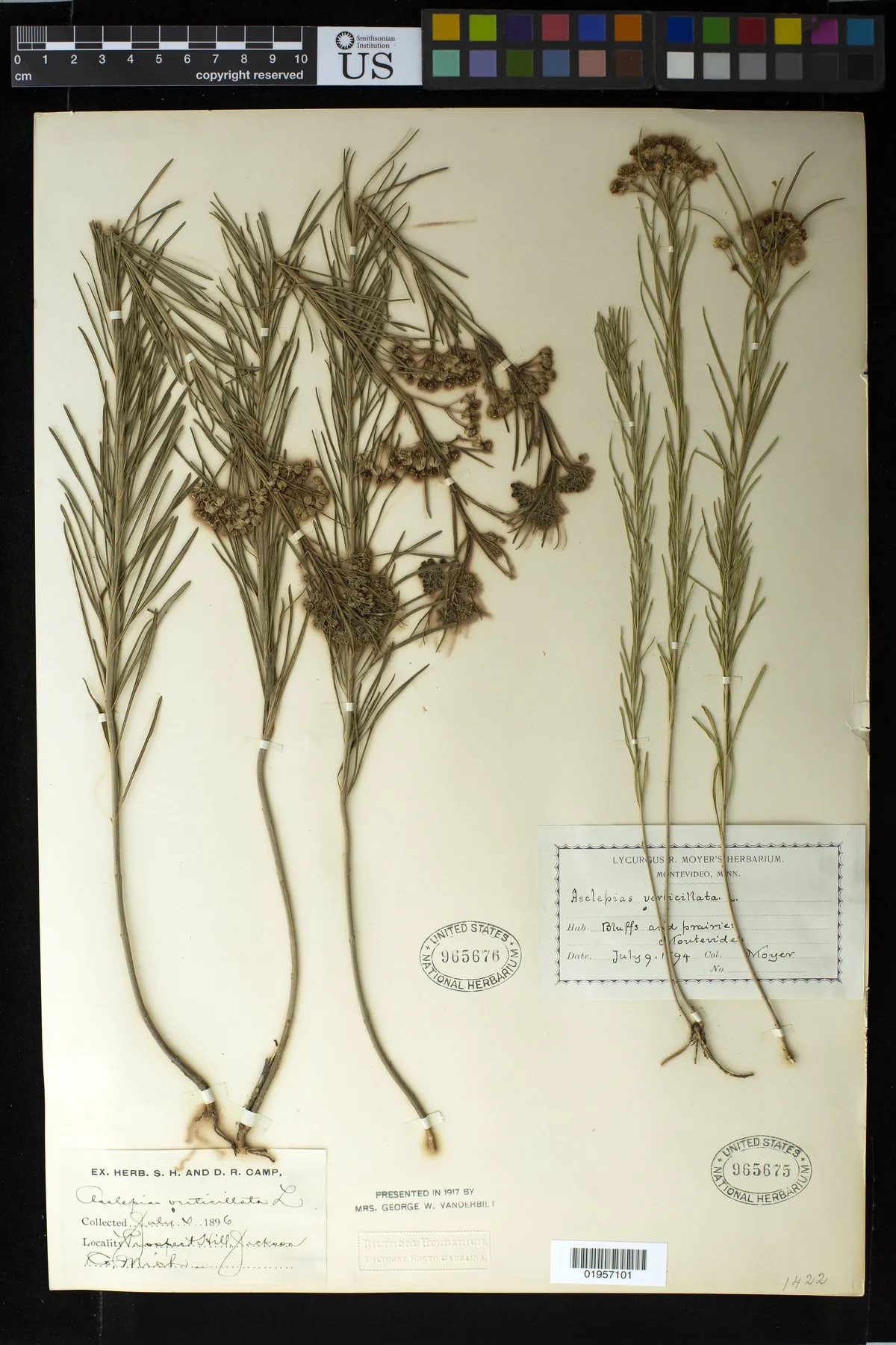 Whorled Milkweed (Asclepias verticillata), photograph