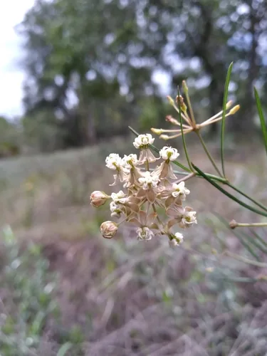 Whorled Milkweed (Asclepias verticillata), photograph