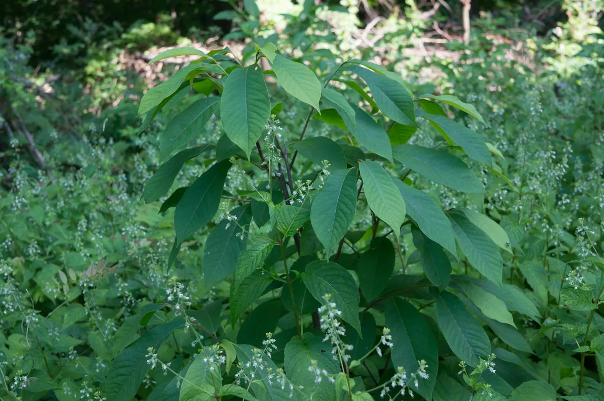 pawpaw (Asimina triloba), photograph