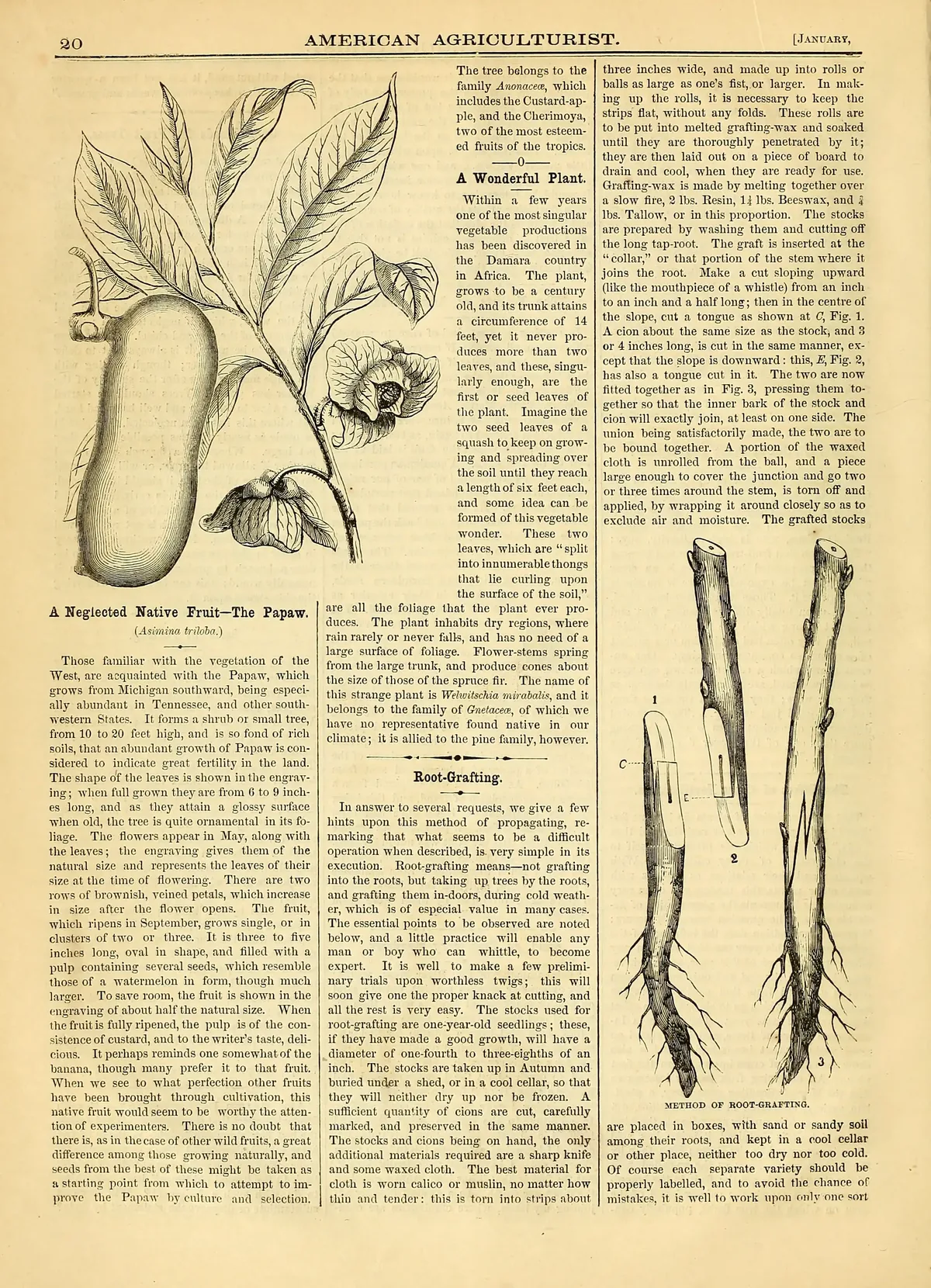 pawpaw (Asimina triloba), botanical illustration
