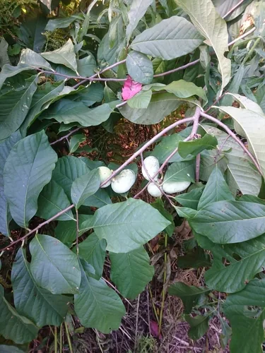 Pawpaw, photograph