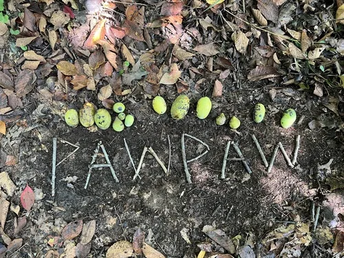 Photo: (c) Carrie Seltzer, some rights reserved (CC BY) · cc-by · via iNaturalist pawpaw (Asimina triloba), photograph