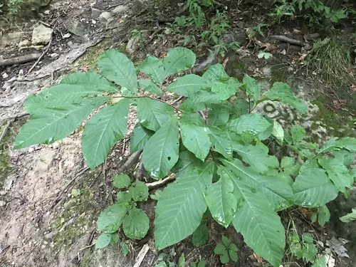pawpaw (Asimina triloba), photograph