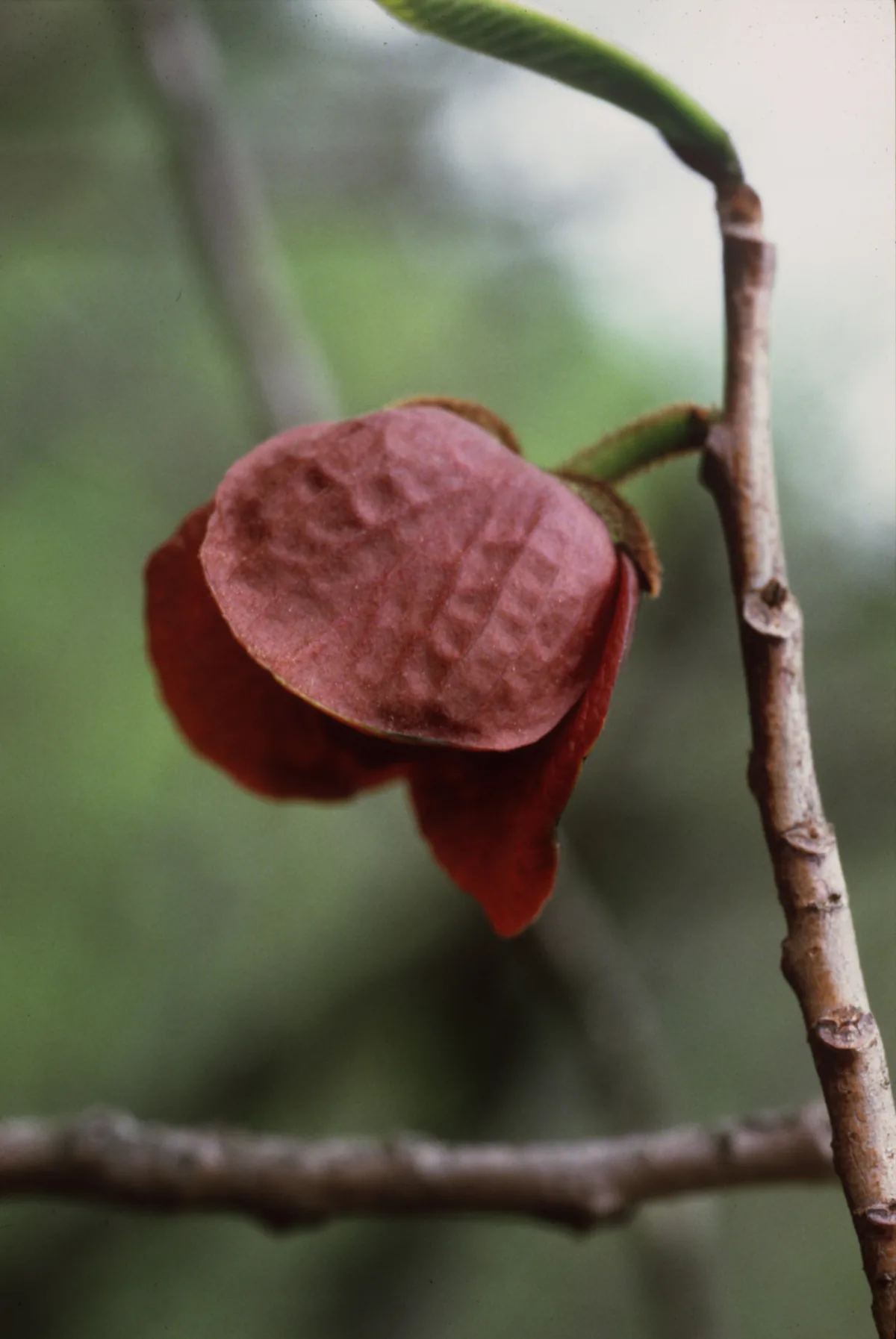 pawpaw (Asimina triloba), photograph