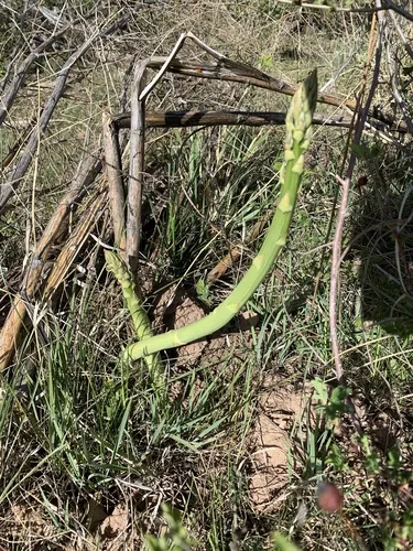 Asparagus, photograph