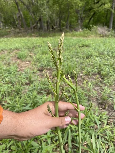 asparagus (Asparagus officinalis), photograph