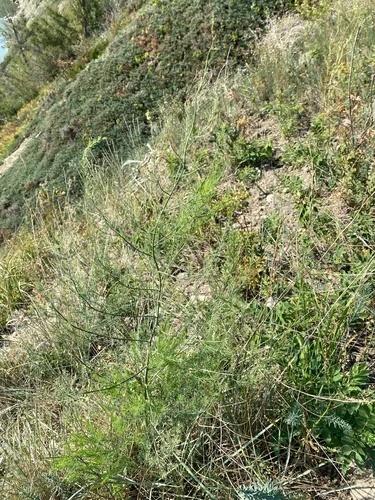 asparagus (Asparagus officinalis), photograph