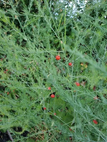 asparagus (Asparagus officinalis), photograph
