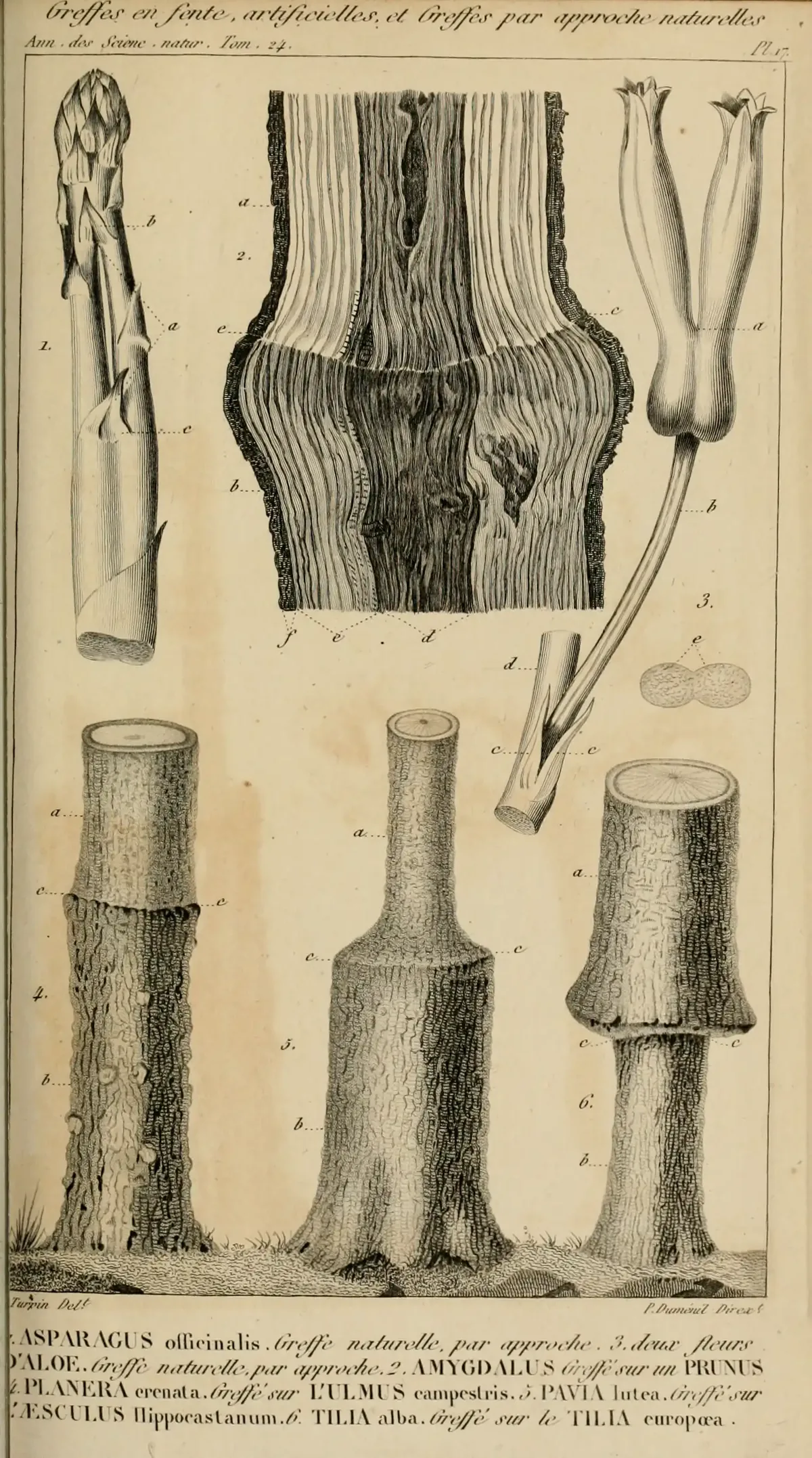 asparagus (Asparagus officinalis), botanical illustration