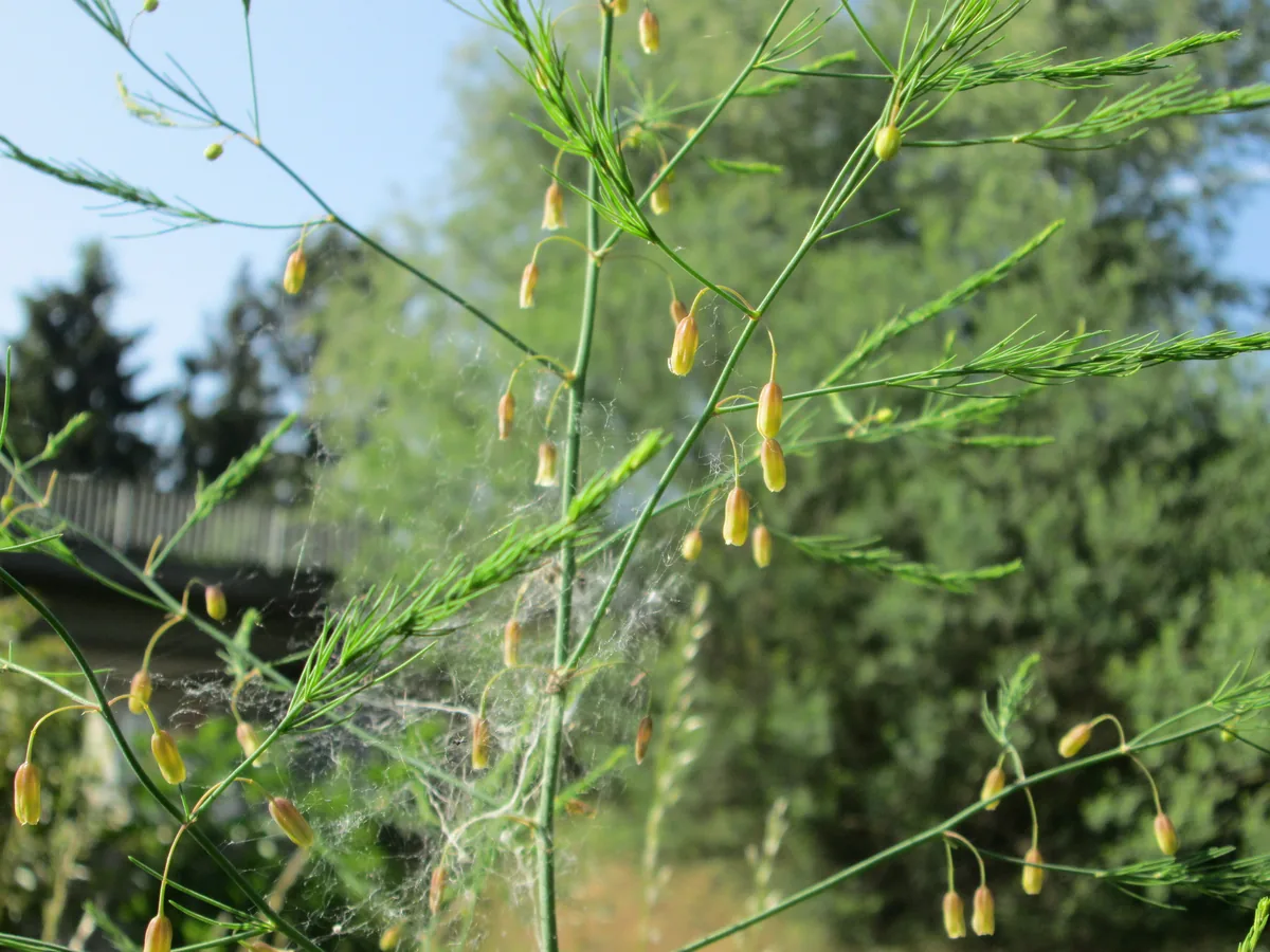 Photo: AnRo0002 · CC0 · via Wikimedia asparagus (Asparagus officinalis), photograph