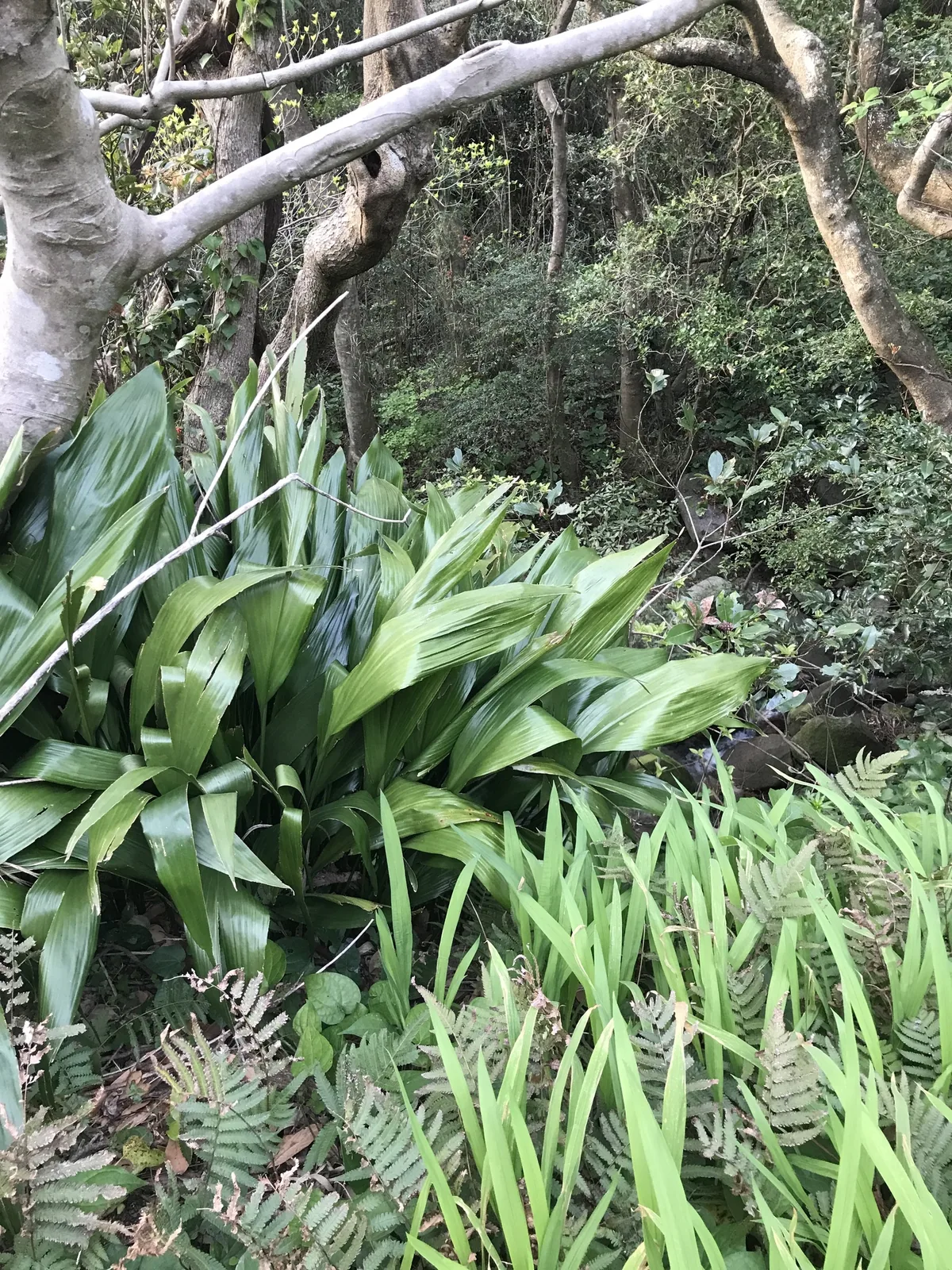 Photo: Mason Brock, via iNaturalist · CC0 · via GBIF cast iron plant (Aspidistra elatior), photograph