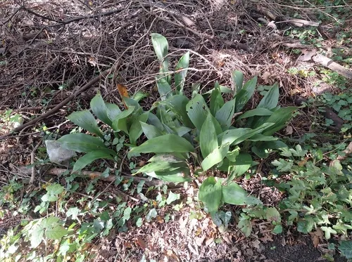 cast iron plant (Aspidistra elatior), photograph