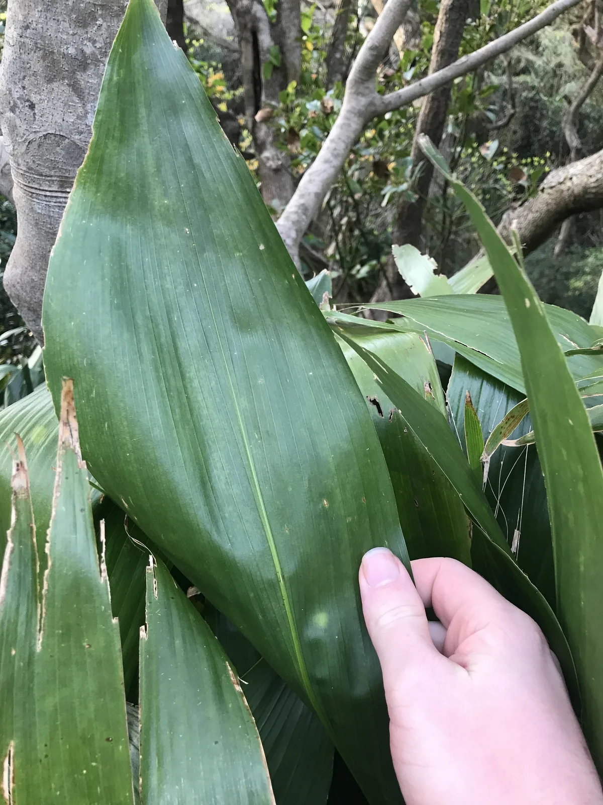 cast iron plant (Aspidistra elatior), photograph