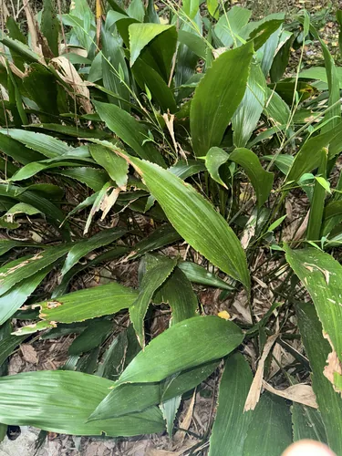 cast iron plant (Aspidistra elatior), photograph