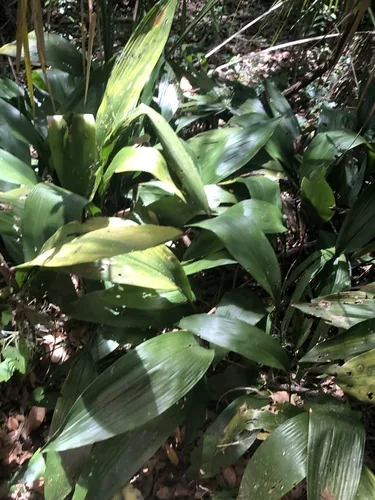 cast iron plant (Aspidistra elatior), photograph
