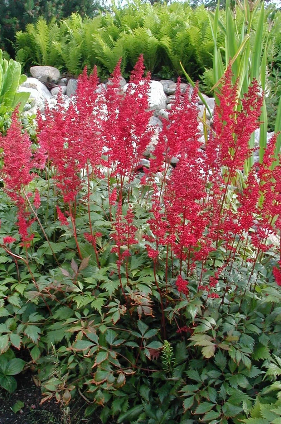Photo: Sten Porse · CC BY-SA 3.0 · via Wikimedia Commons astilbe (Astilbe × arendsii), photograph