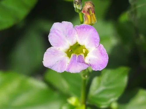 asystasia (Asystasia gangetica), photograph