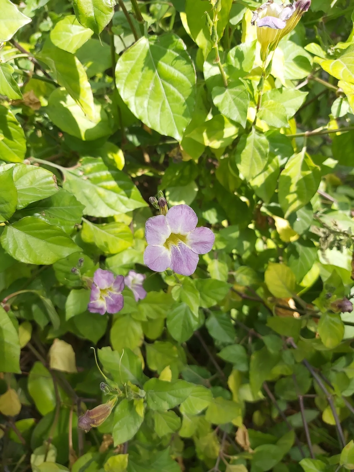 Asystasia (Asystasia gangetica), photograph