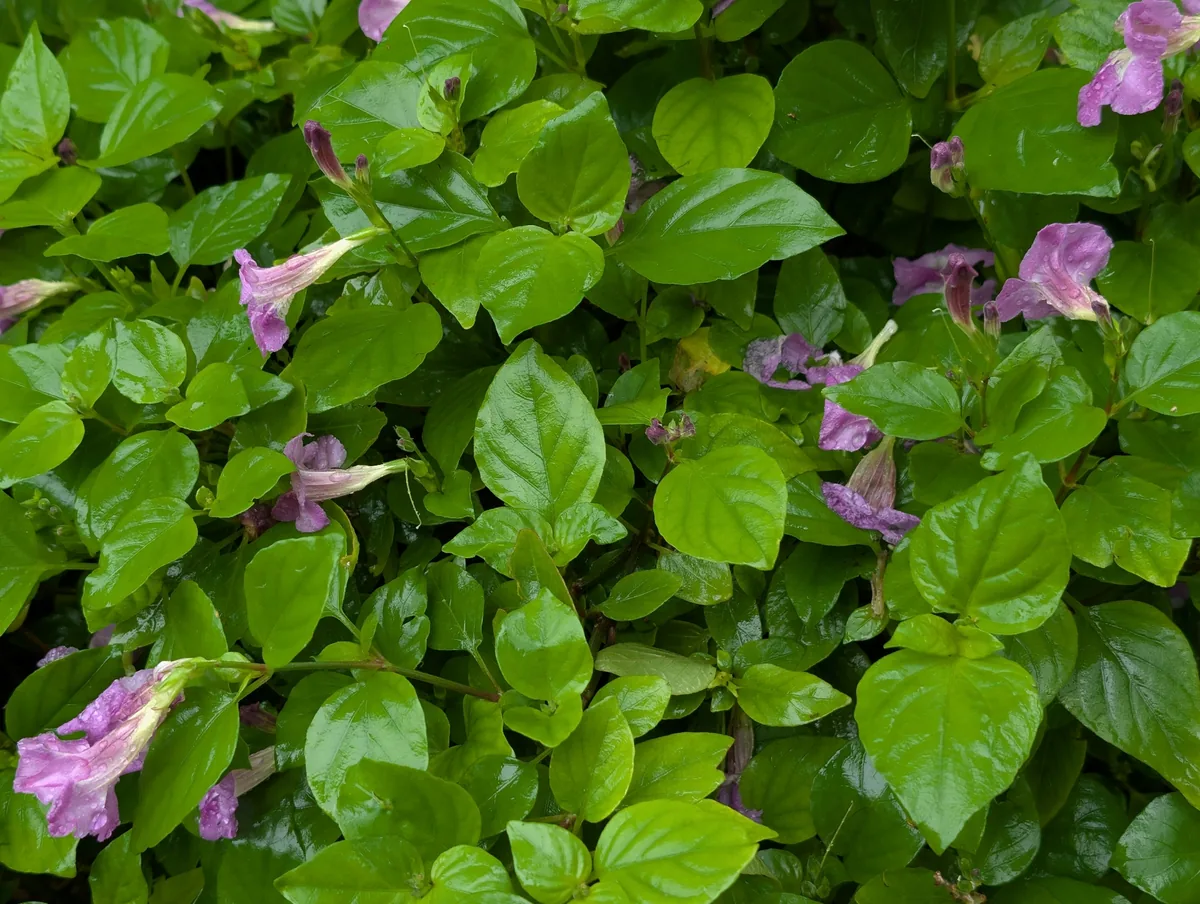 Asystasia (Asystasia gangetica), photograph