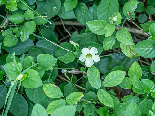 Asystasia (Asystasia gangetica), photograph