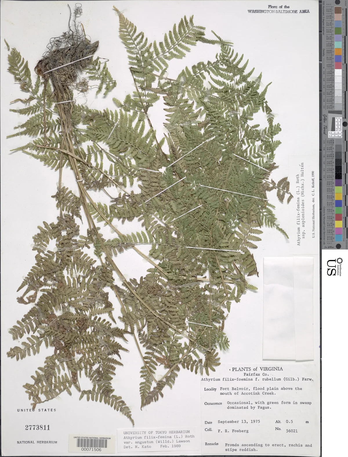 Lady Fern (Athyrium filix-femina), photograph