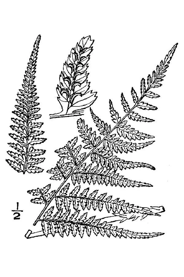 Lady Fern (Athyrium filix-femina), botanical illustration