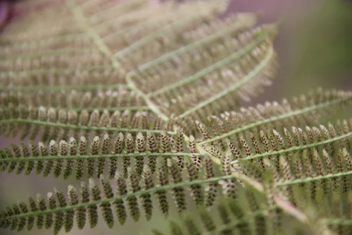 Lady Fern (Athyrium filix-femina), photograph
