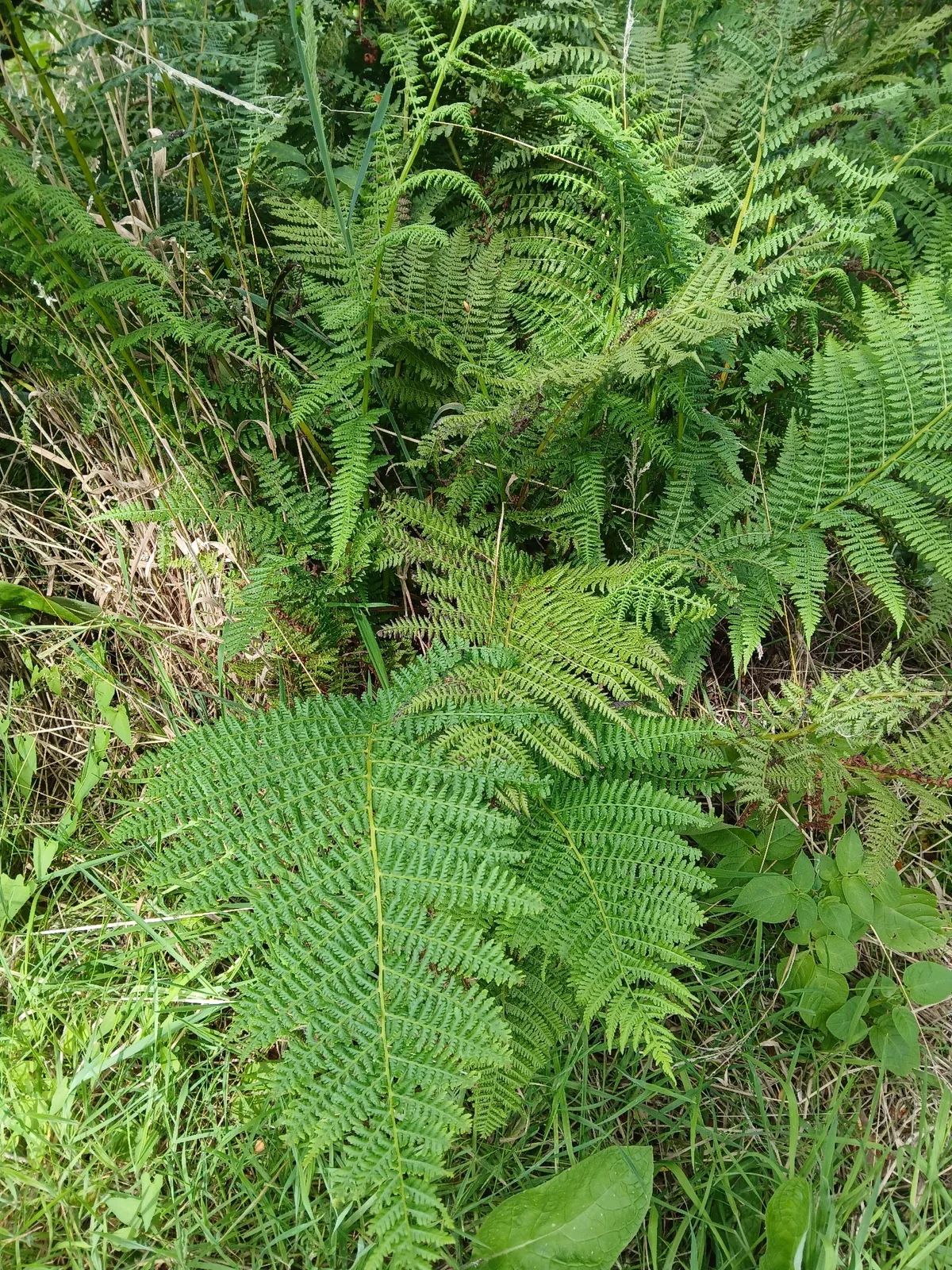 Photo: naturewatchwidow, via iNaturalist · CC BY · via GBIF lady fern (Athyrium filix-femina), photograph