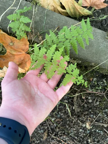 Lady Fern (Athyrium filix-femina), photograph