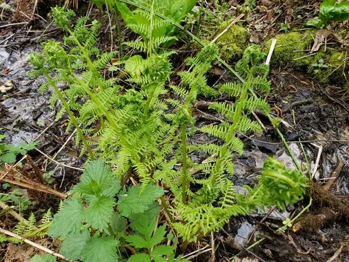 Photo: (c) Gavin Slater, some rights reserved (CC BY) · cc-by · via iNaturalist Lady Fern (Athyrium filix-femina), photograph