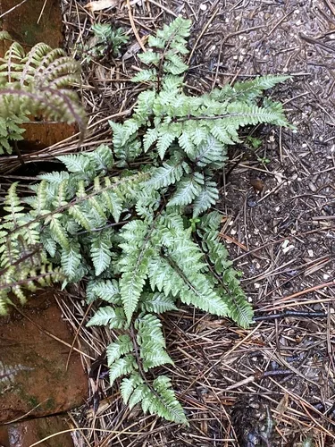 Photo: (c) Sandy Wolkenberg, some rights reserved (CC BY) · cc-by · via iNaturalist Japanese Painted Fern (Athyrium niponicum), photograph