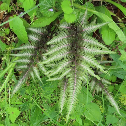 Japanese painted fern (Athyrium niponicum), photograph