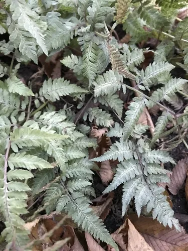 Japanese Painted Fern (Athyrium niponicum), photograph