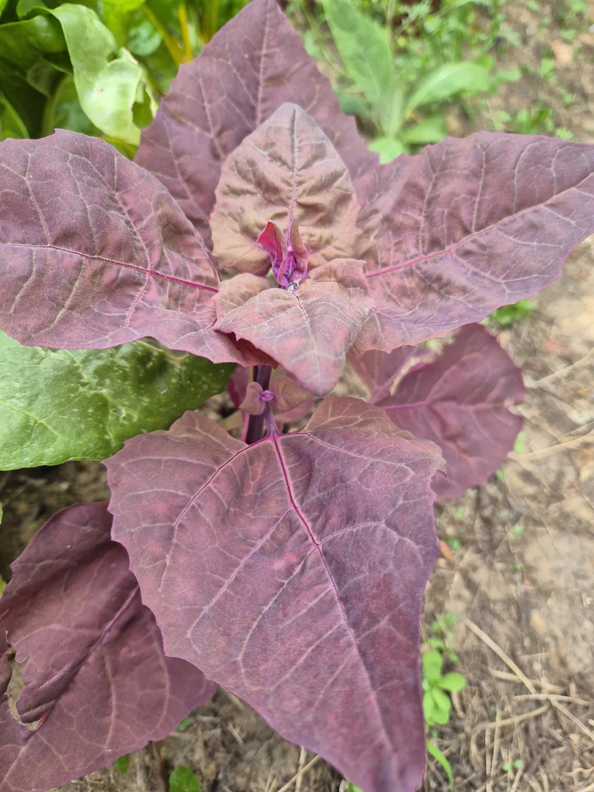 orach (Atriplex hortensis), photograph