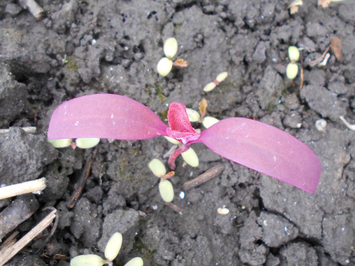 Orach (Atriplex hortensis), photograph