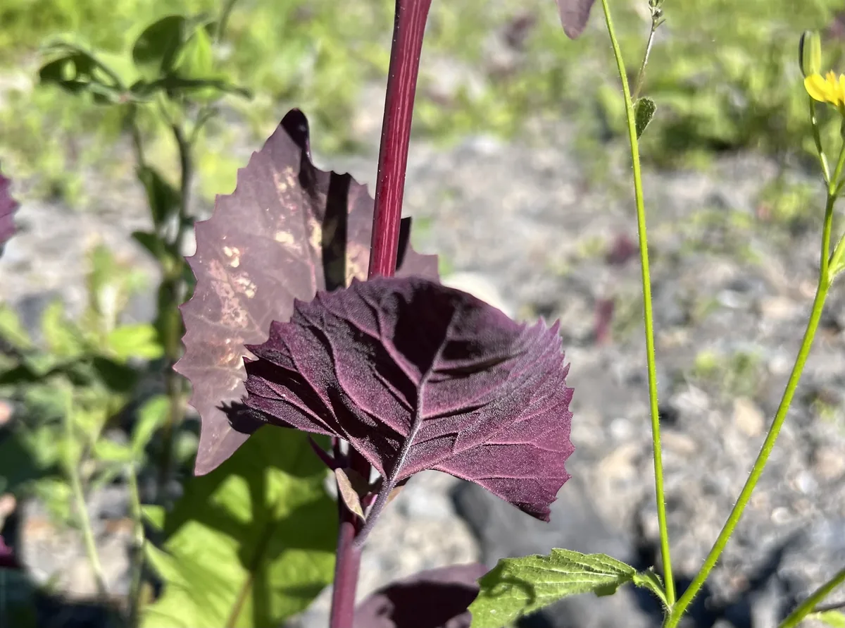 Orach (Atriplex hortensis), photograph