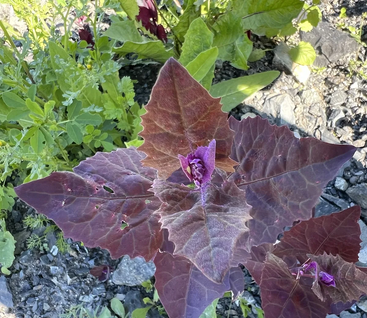 Orach (Atriplex hortensis), photograph