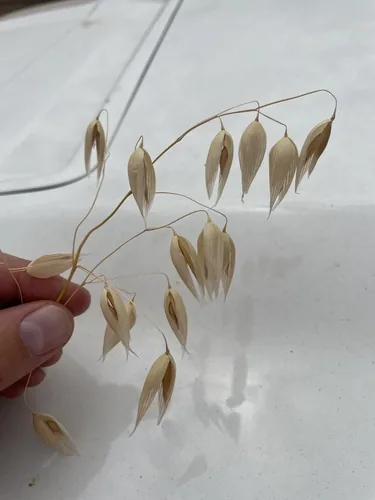 Oats (Avena sativa), photograph