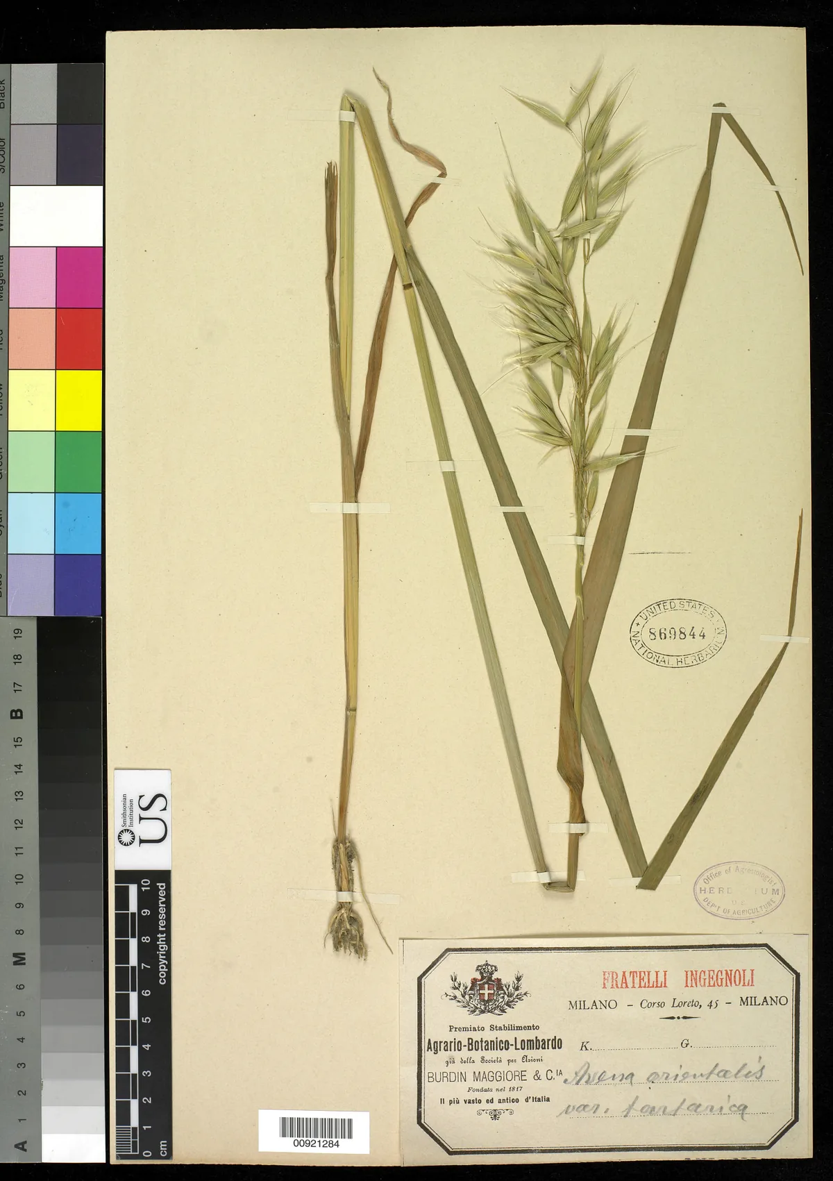 Oats (Avena sativa), photograph