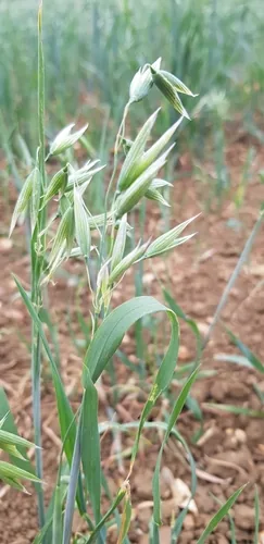 Photo: no rights reserved · CC0 · via iNaturalist Spring Oat (Avena sativa), photograph