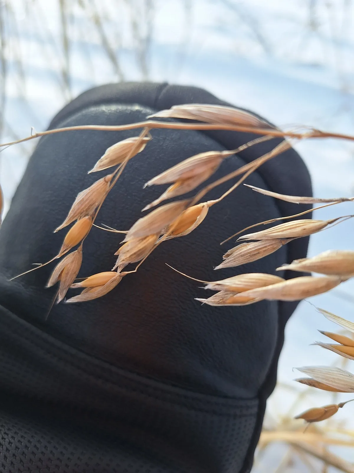 Photo: Adam M, via iNaturalist · CC BY · via GBIF Oats (Avena sativa), photograph