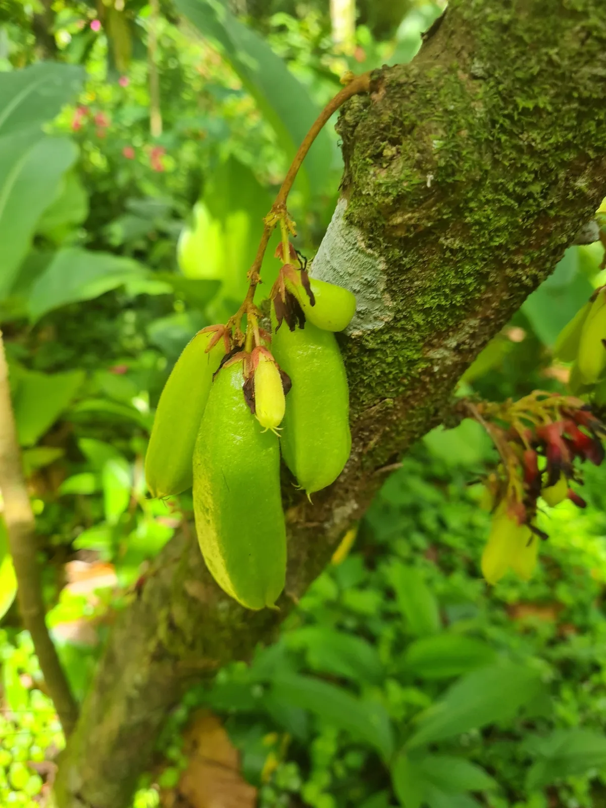 Photo: Tiago Lubiana, via iNaturalist · CC0 · via GBIF blimbi (Averrhoa bilimbi), photograph