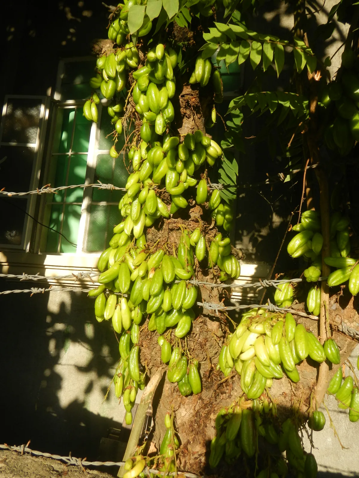 Blimbi (Averrhoa bilimbi), photograph