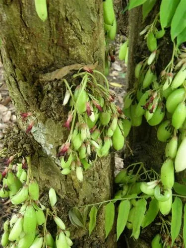 Blimbi (Averrhoa bilimbi), photograph