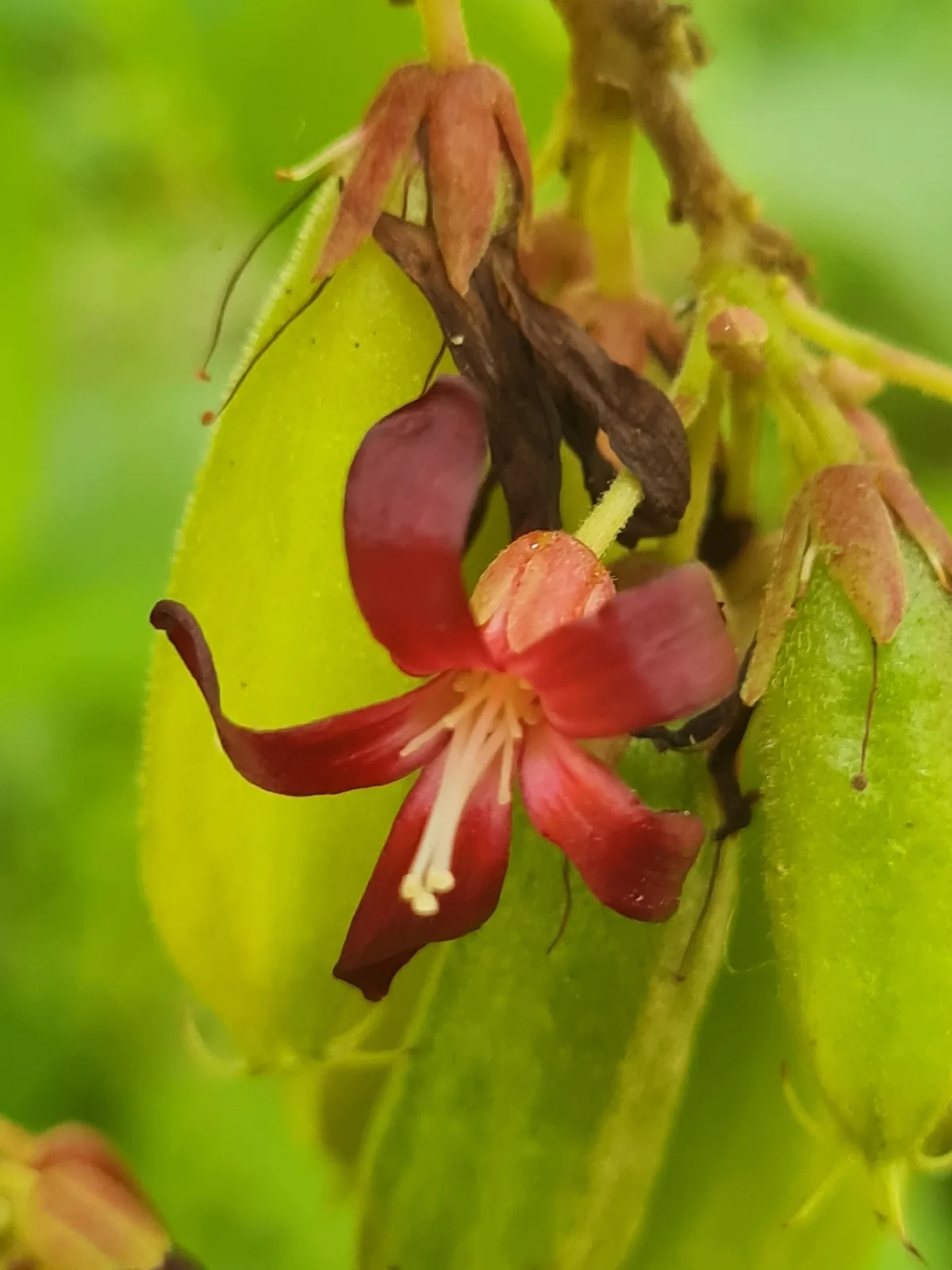 Blimbi (Averrhoa bilimbi), photograph