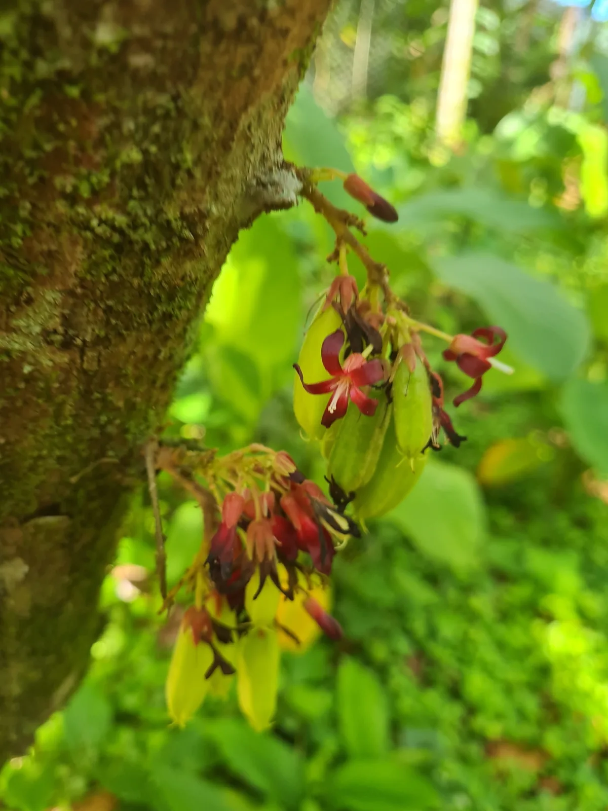 Blimbi (Averrhoa bilimbi), photograph