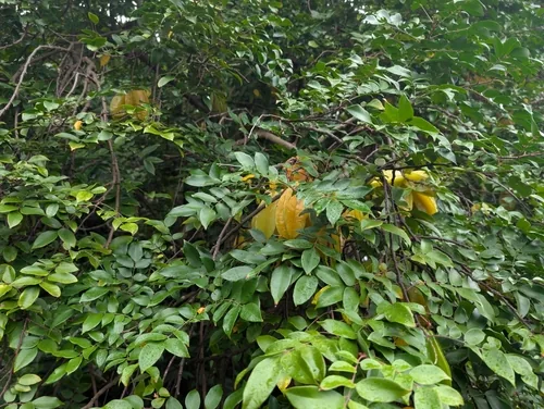 starfruit (Averrhoa carambola), photograph
