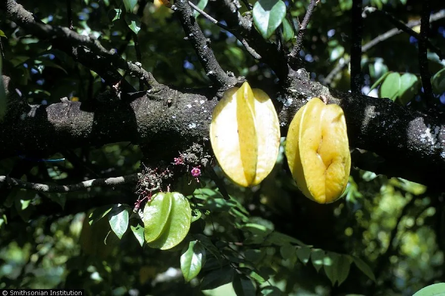 Photo: Howard, R.A, Smithsonian Institution, Richard A. Howard Photograph Collection · Public Domain (USDA-NRCS PLANTS Database) · via USDA Starfruit, photograph