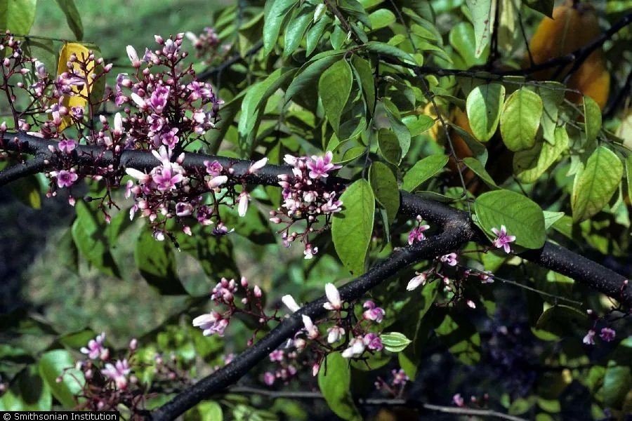 starfruit (Averrhoa carambola), photograph