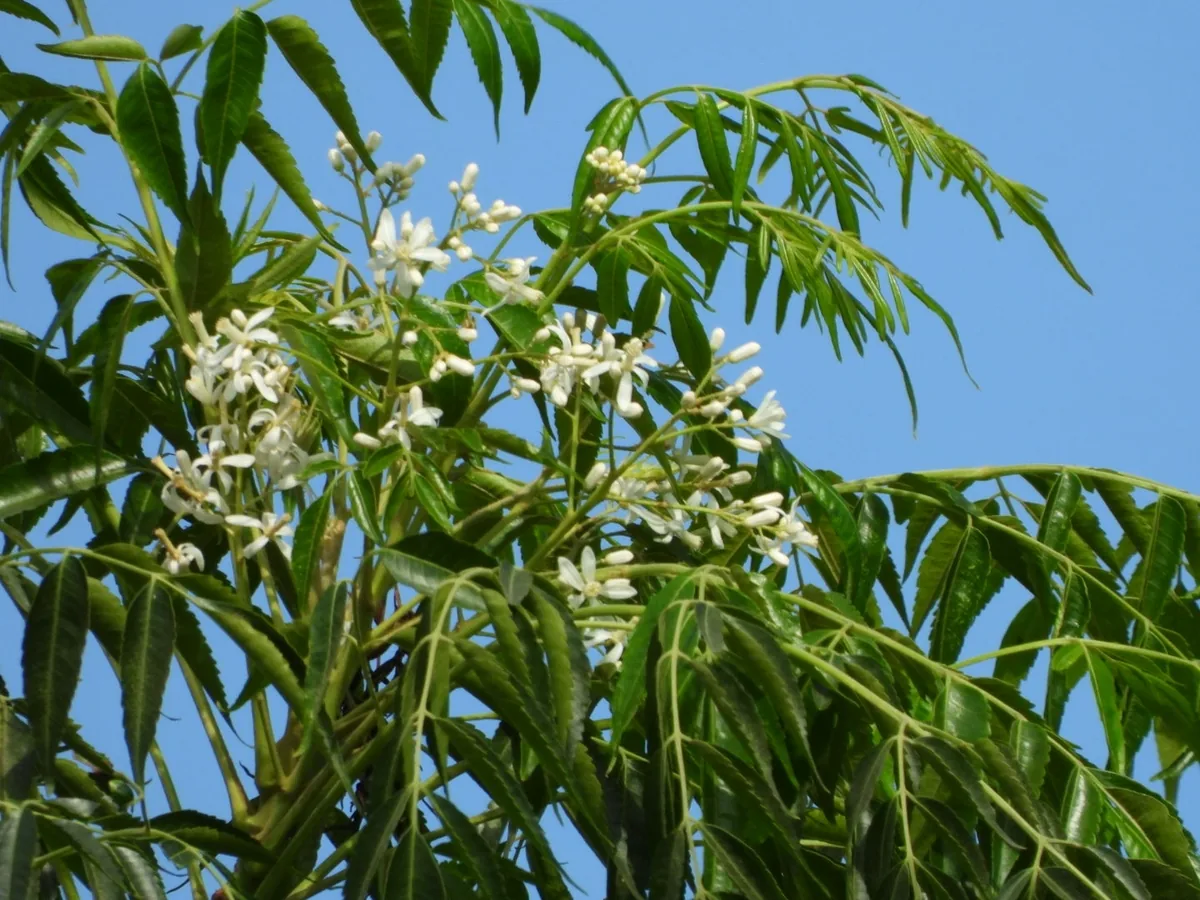 Photo: Sinaloa Silvestre, via iNaturalist · CC0 · via GBIF neem (Azadirachta indica), photograph